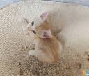 2026.8.16出生的一窝小猫