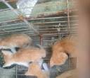 家养猫咪橘猫领养（免费）