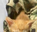 猫崽免费送