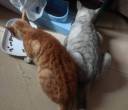 免费送养猫和狗