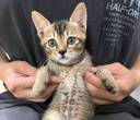 猫咪领养
