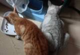 免费送养猫和狗