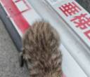 领养小猫