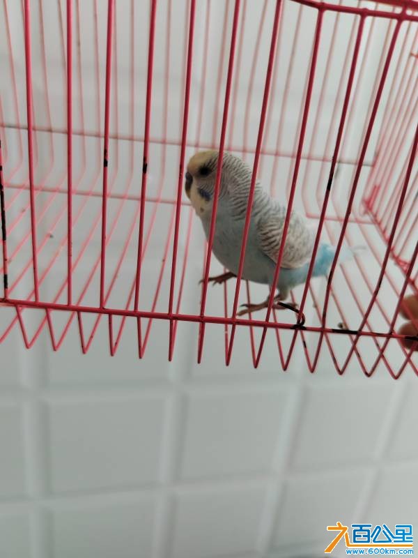 由手机上传
