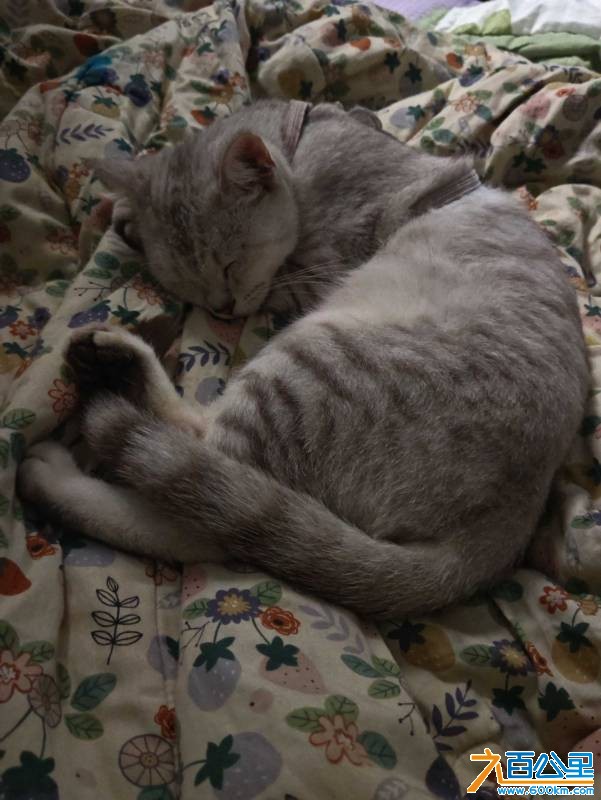 免费送猫猫