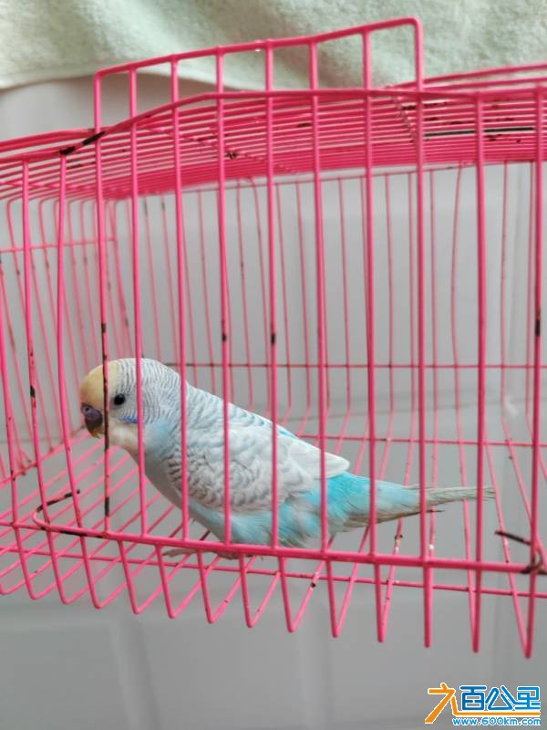 由手机上传